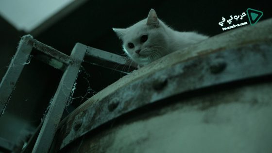 فيلم The Cat 2011 مترجم